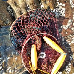 フカセ‥でハゲ・・