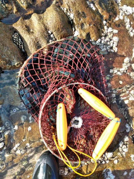 フカセ‥でハゲ・・