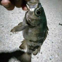 アジは少しだけ