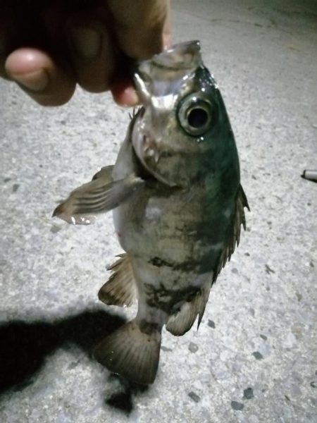 アジは少しだけ