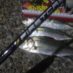 釣りデビュー 35日目