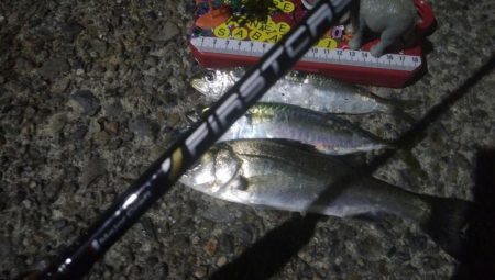 釣りデビュー 35日目