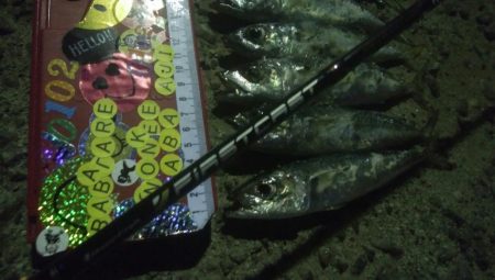 釣りデビュー　37日目