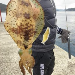 ショアガイドフィッシングでイカRIDEON！