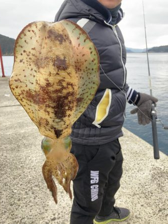 ショアガイドフィッシングでイカRIDEON！