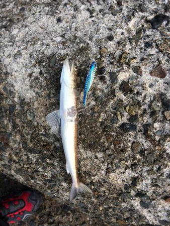 朝一プチsalt water game！