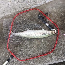 早朝プチsalt water game