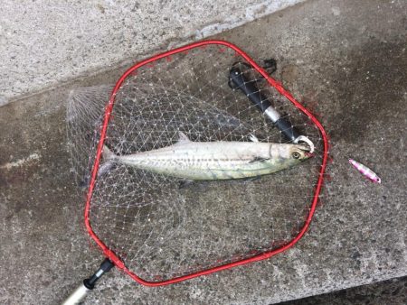 早朝プチsalt water game