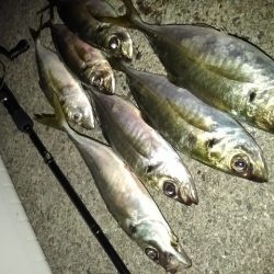 (尺アジ)フロートゲーム