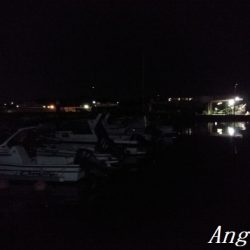 今年も渋めなヒイカ