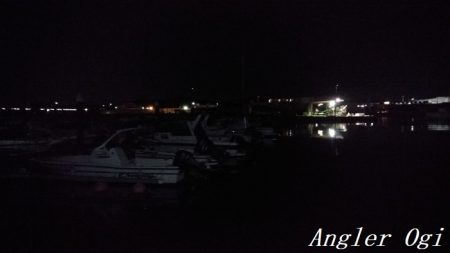 今年も渋めなヒイカ