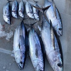 へいみつ丸 釣果