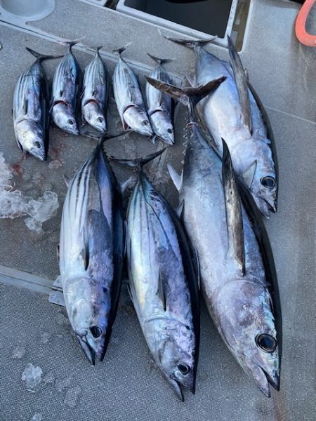 へいみつ丸 釣果