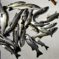 TOPGUN名古屋 釣果