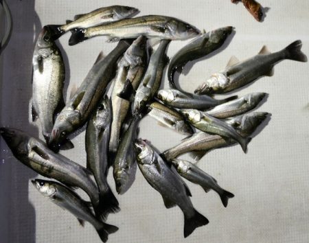 TOPGUN名古屋 釣果