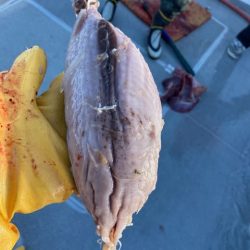 へいみつ丸 釣果