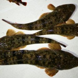 TOPGUN名古屋 釣果