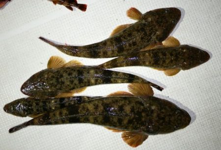 TOPGUN名古屋 釣果