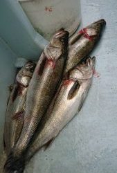 KONAYAーMARU(こなや丸) 釣果