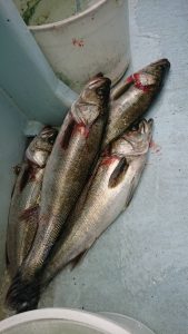 KONAYAーMARU(こなや丸) 釣果