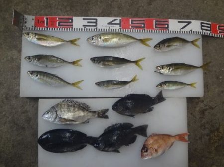 のとじま臨海公園海づりセンター 釣果