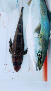 恵比寿丸（兵庫） 釣果