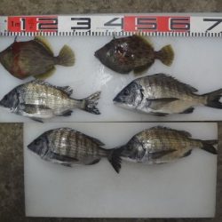 のとじま臨海公園海づりセンター 釣果