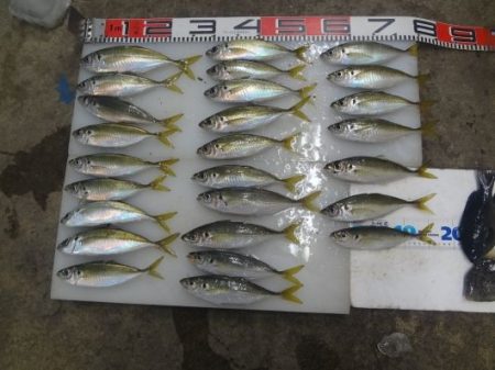 のとじま臨海公園海づりセンター 釣果