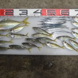 のとじま臨海公園海づりセンター 釣果