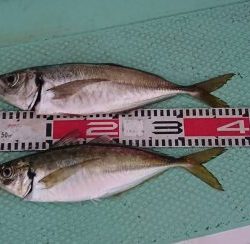 KONAYAーMARU(こなや丸) 釣果