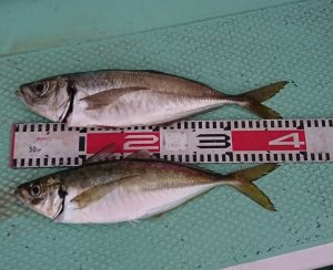 ＫＯＮＡＹＡｰＭＡＲＵ（こなや丸） 釣果