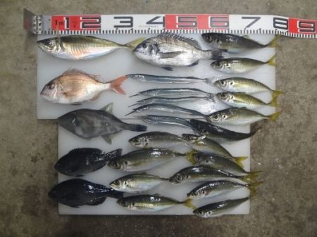 のとじま臨海公園海づりセンター 釣果