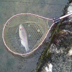 フィッシングエリア帝釈 釣果