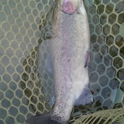 フィッシングエリア帝釈 釣果