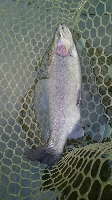 フィッシングエリア帝釈 釣果