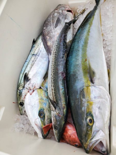 武士(SAMURAI) 釣果