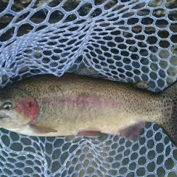 フィッシングエリア帝釈 釣果