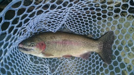 フィッシングエリア帝釈 釣果