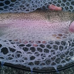 フィッシングエリア帝釈 釣果