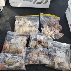 武士(SAMURAI) 釣果