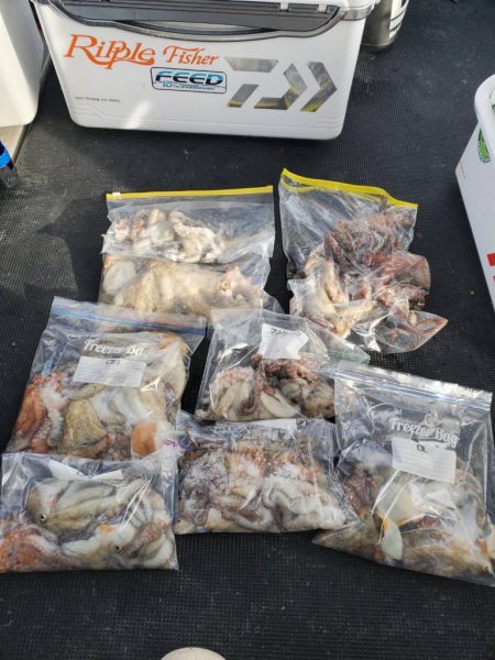 武士(SAMURAI) 釣果