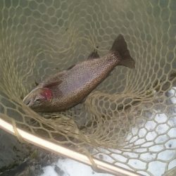 フィッシングエリア帝釈 釣果