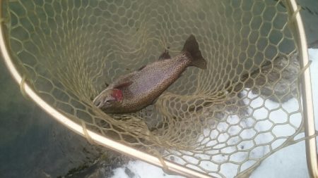 フィッシングエリア帝釈 釣果