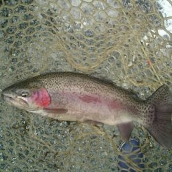 フィッシングエリア帝釈 釣果