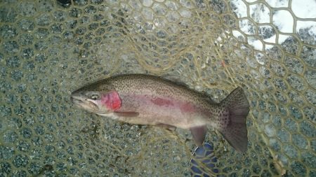 フィッシングエリア帝釈 釣果