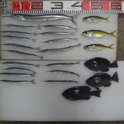 のとじま臨海公園海づりセンター 釣果