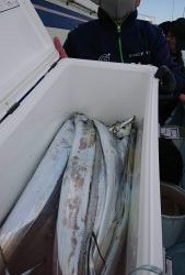 KONAYAーMARU(こなや丸) 釣果