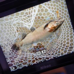 フィッシングレイクたかみや 釣果