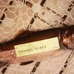 フィッシングレイクたかみや 釣果