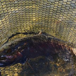 フィッシングレイクたかみや 釣果